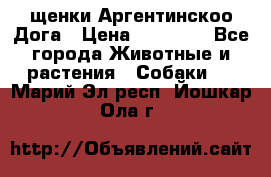 щенки Аргентинскоо Дога › Цена ­ 25 000 - Все города Животные и растения » Собаки   . Марий Эл респ.,Йошкар-Ола г.